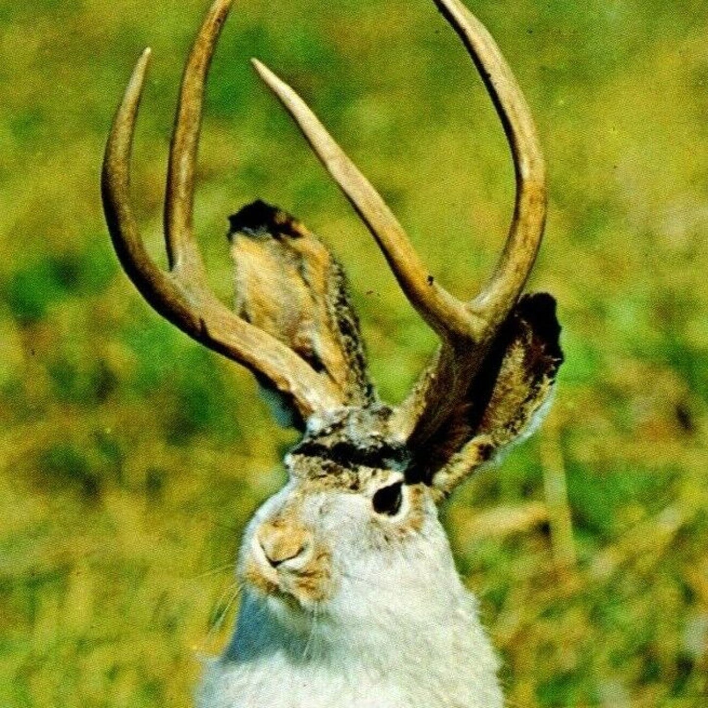"The Western Jackalope" - Vintage Unposted 4" x 6" Postcard