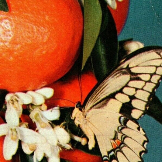 c1972 Vintage Fruit Postcard Orangs "Greetings from Florida The Sunshine State"