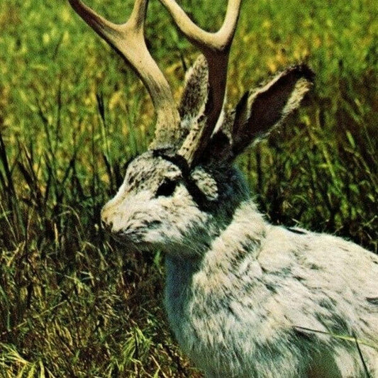 c1960's-70's The Fabulous Jackalope" Unposted Scalloped 4" x 6" Postcard
