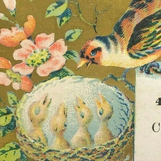 Denne & Co. San Jose Feeding Baby Birds in Nest - Small Victorian Trade Card