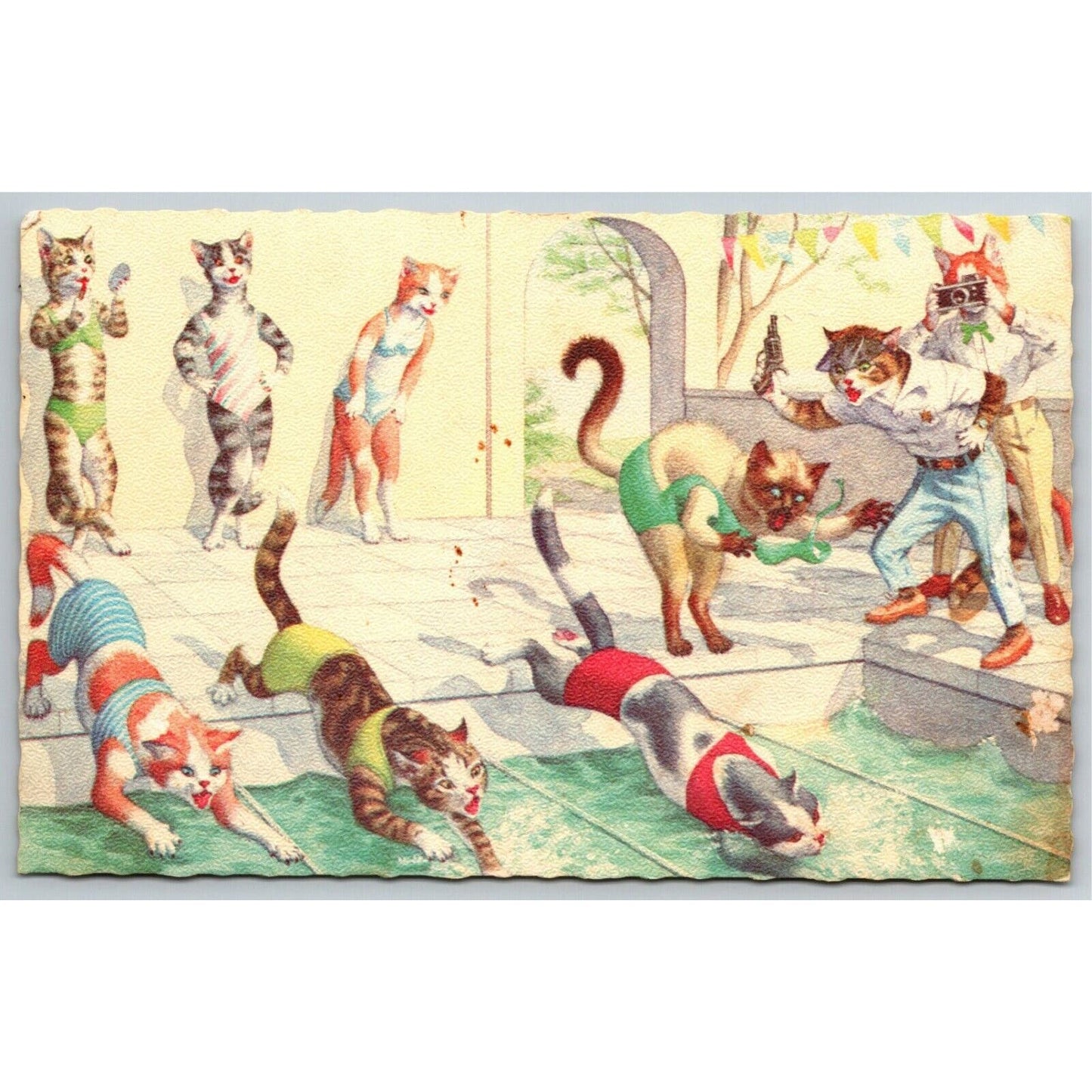 Vintage Postcard Cats Competing in Outdoors Swim Competition Scalloped c1973