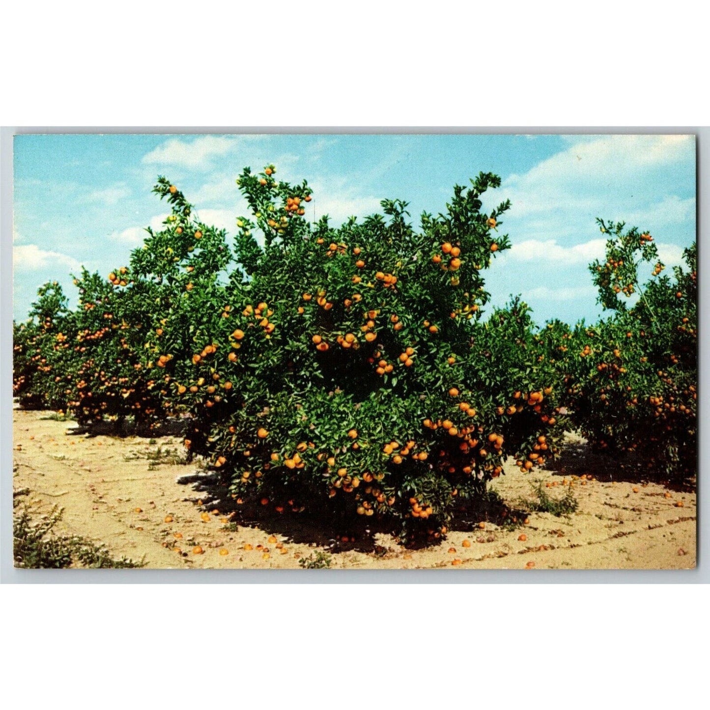 c1971 Vintage Fruit Postcard "Orange Trees - Loaded and Ready to be Picked" VGC