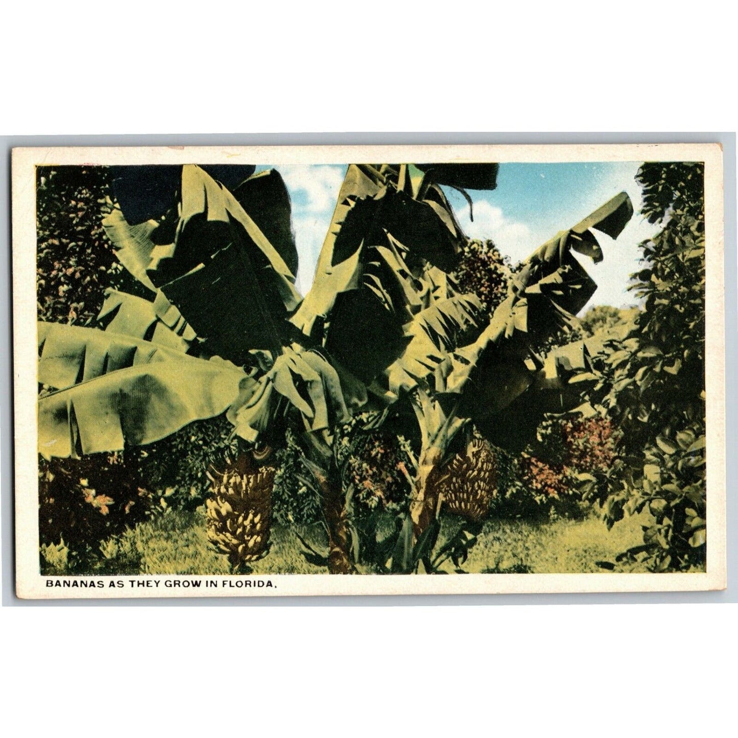 c1930's-40's Vintage Postcard "Bananas as They Grow in Florida" Unposted VGC
