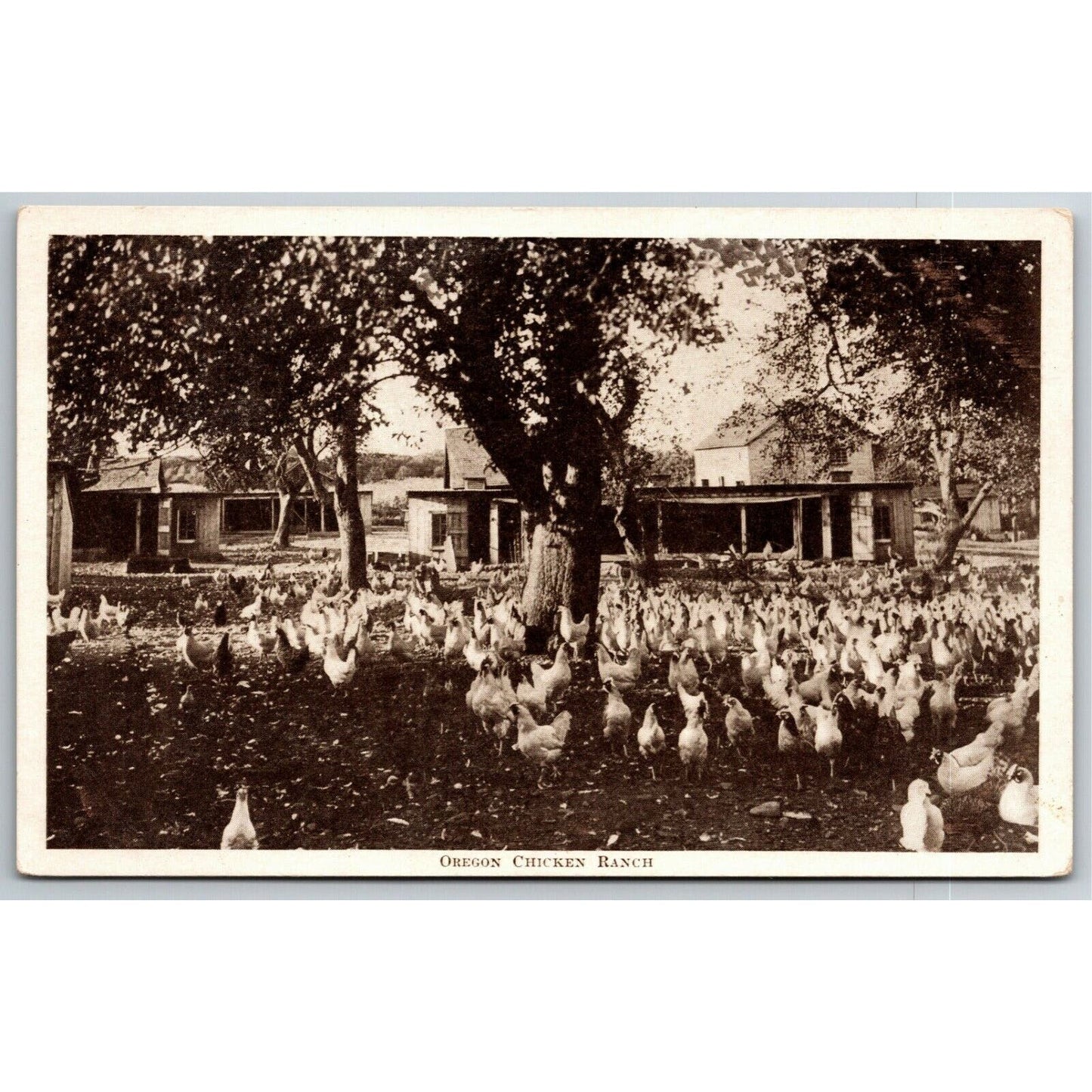 Vintage PPC Postcard -- Oregon Chicken Ranch