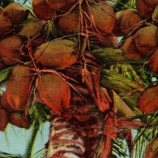 c1940's Vintage Linen Fruit Postcard Florida "A Coconut Tree in" -- VGC