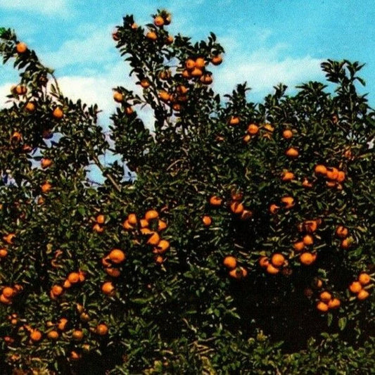 c1960's-70's Vintage Postcard "Beautiful Orange Grove in Central Florida"