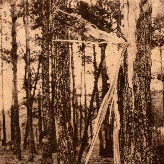 c1914-15 RPPC* Russian Military Postcard "Second Patriotic War" Forest After