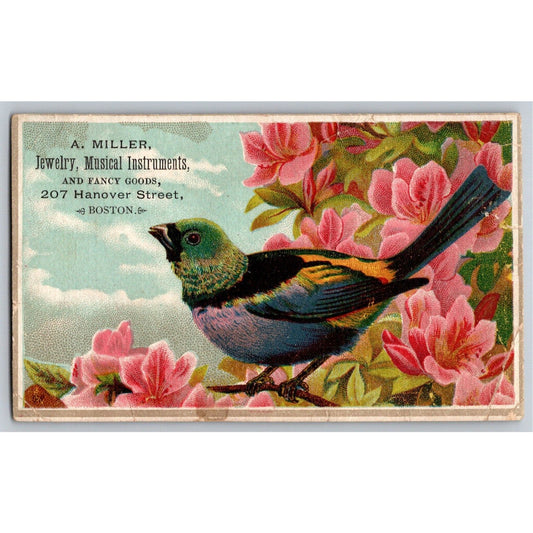 A. Miller Jewelry Musical Instruments Boston Victorian Trade Card w/ Bird