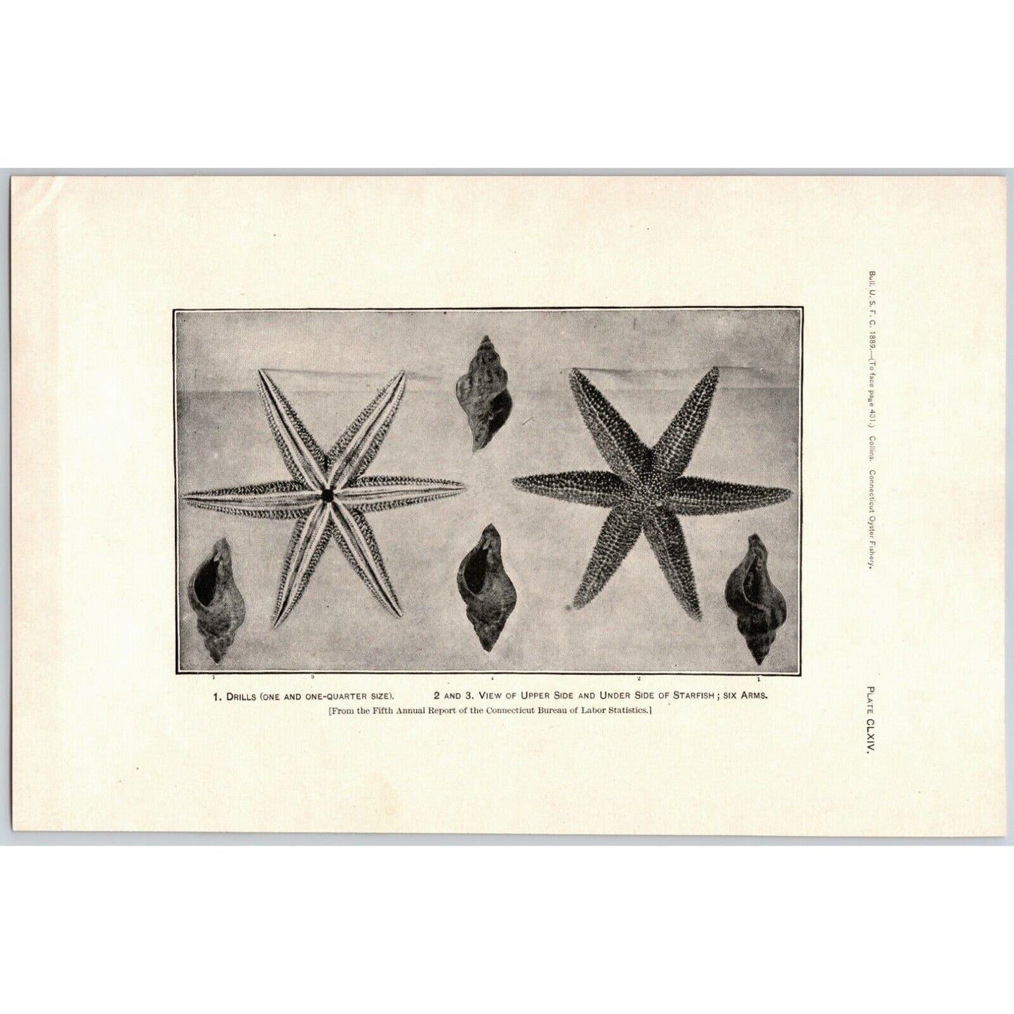 5 1883 U.S. Fish Commission Report Plates 7" x 10.5" Connecticut Oyster Fishery