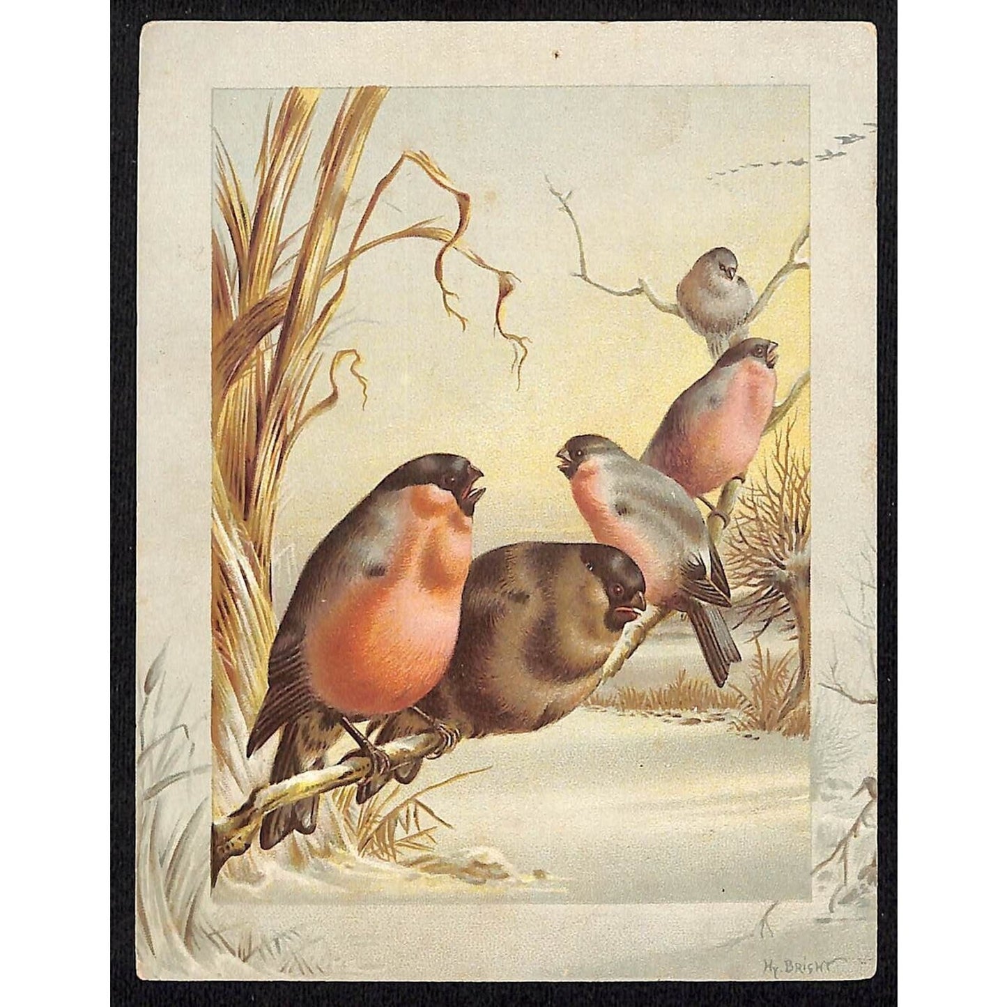 HY (Harry) Bright (1846-95) Victorian Artist Card Birds on a Branch
