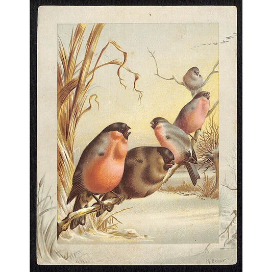 HY (Harry) Bright (1846-95) Victorian Artist Card Birds on a Branch