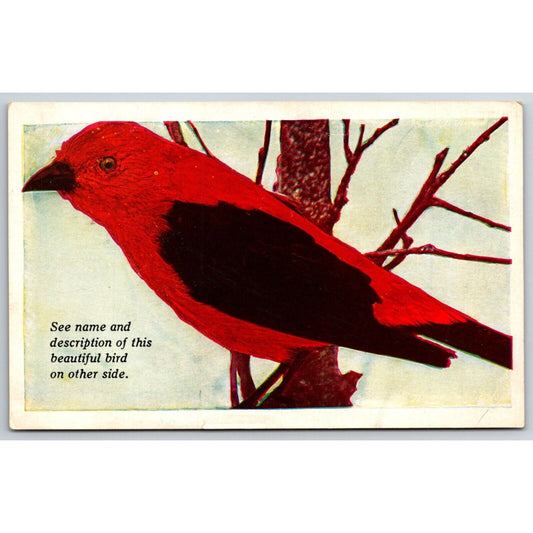 Meredith Publications Scarlet Tanager Mail Order Advertising Postcard c1920's