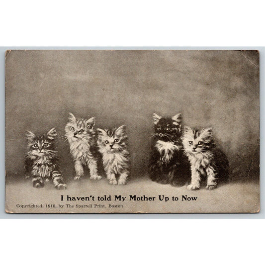 Vintage Postcard Cats "I Haven't Told My Mother Up To Now" PM 1913