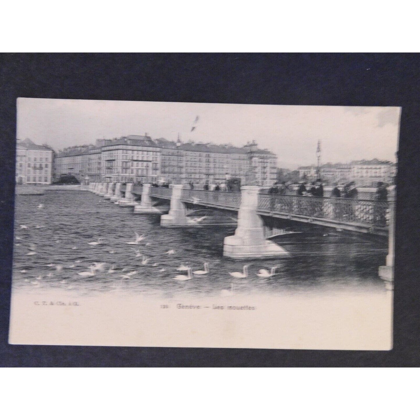 Vintage Postcard - Geneve - Les Mouette (Switzerland)