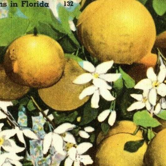 c1964 Vintage Fruit Postcard "Grapefruit and Blossoms in Florida" VGC