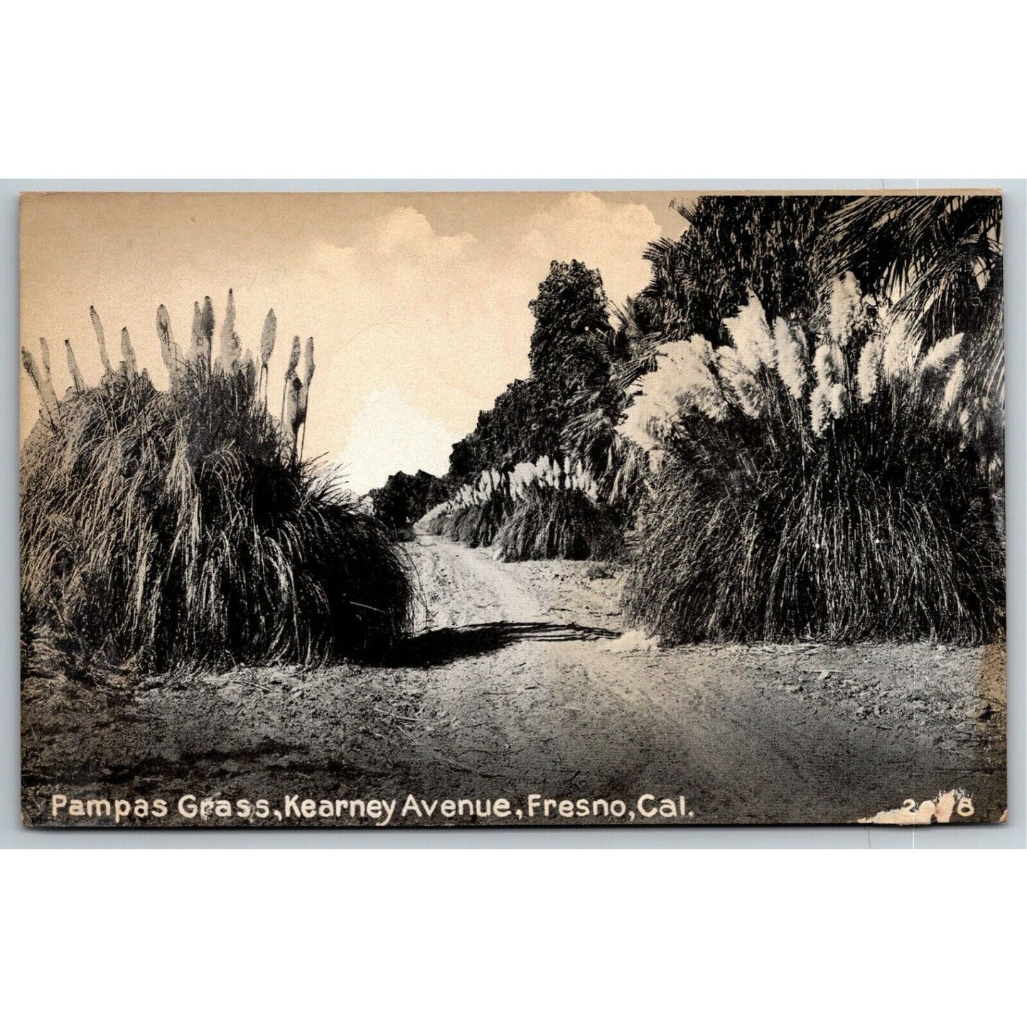 Vintage PPC Postcard - Pampas Grass, Kearney Ave, Fresno, Cal"