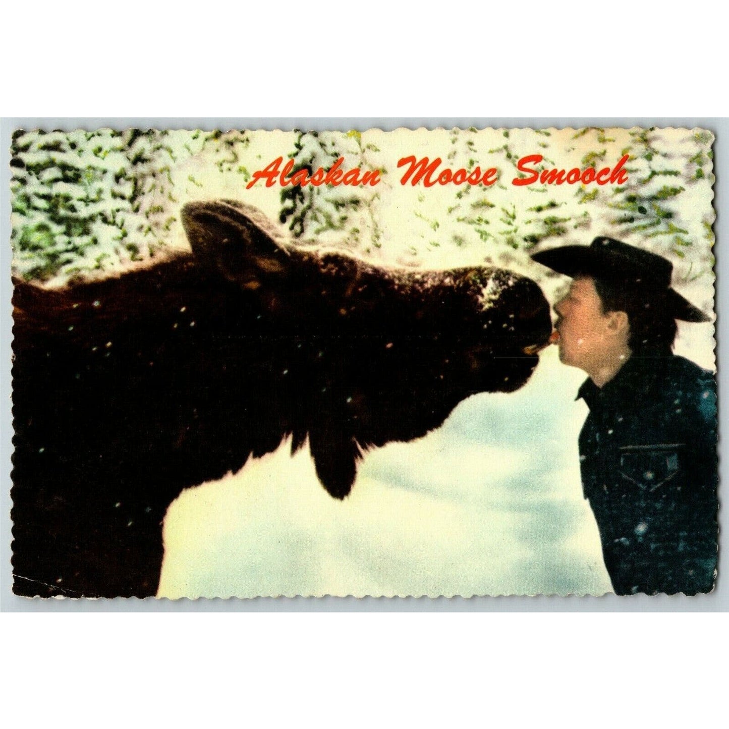 c1977 "Moose Smooch" 4" x 6" Scalloped Postcard