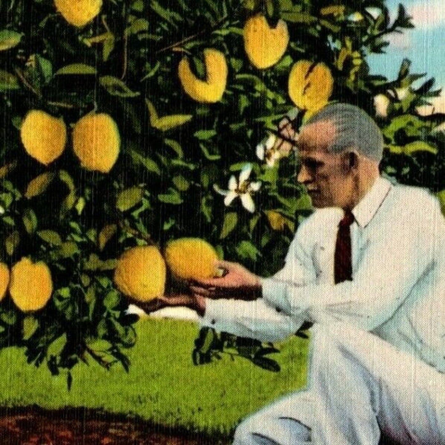 c1960 Vintage Linen Fruit Postcard Florida World's largest Lemons Ponderosa VGC