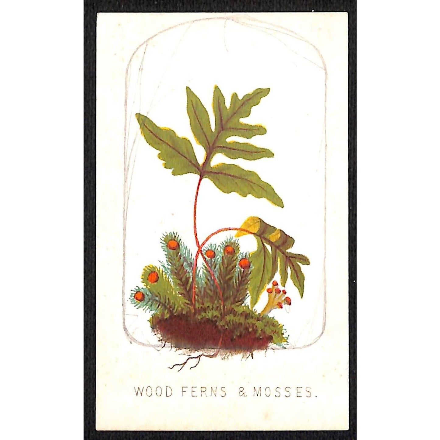 Brooklyn Lockwood New Academy Victorian Merit Card Signed 1873 Wood Ferns Mosses