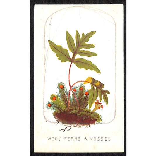 Brooklyn Lockwood New Academy Victorian Merit Card Signed 1873 Wood Ferns Mosses