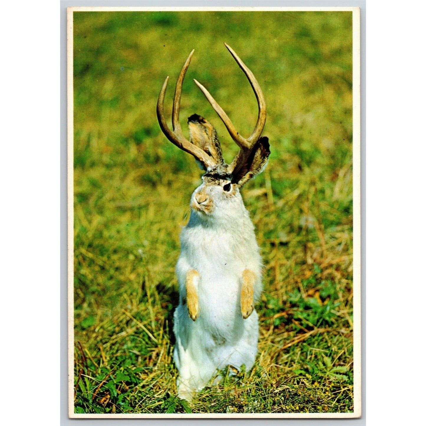 "The Western Jackalope" - Vintage Unposted 4" x 6" Postcard
