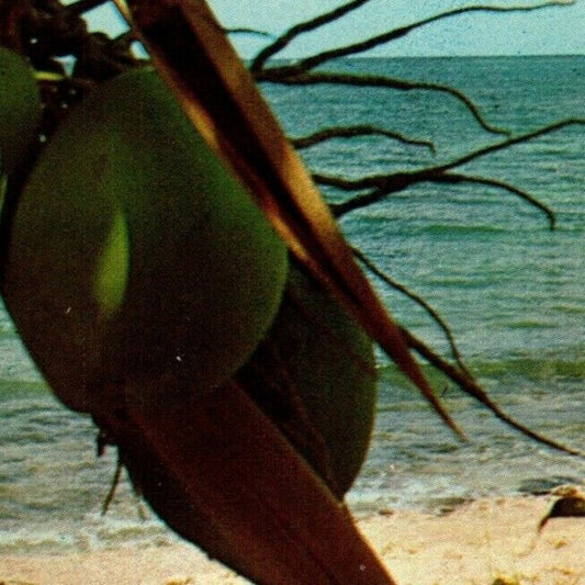 c1960 Vintage Fruit Postcard Coconuts & Palm Tree Near Florida Sea Shore