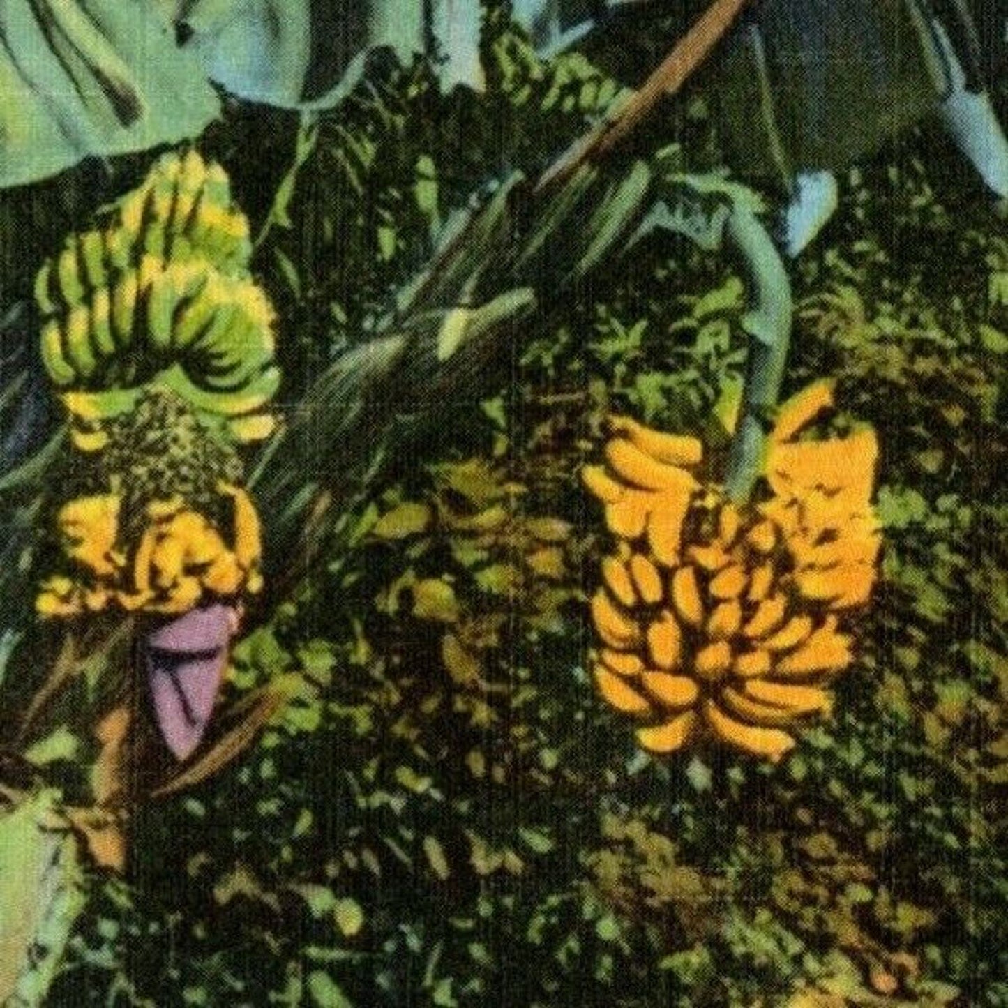 c1940's Vintage Linen Fruit Postcard Florida "Banana Tree in Florida" VGC