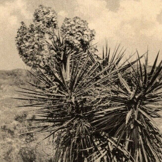 c1925-40 "Desert Plant Spanish Dragon CA. - Vintage Unposted RPP Postcard