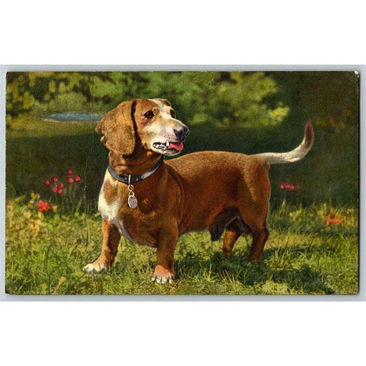 Basset Dachshund Dog Outdoors Postcard Vintage - Unposted