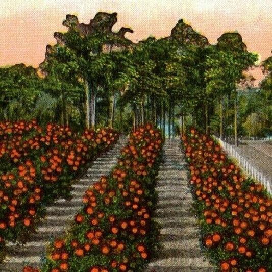 c1930's-40's Vintage Fruit Postcard "Orange Grove Along Lake Shore, Florida"