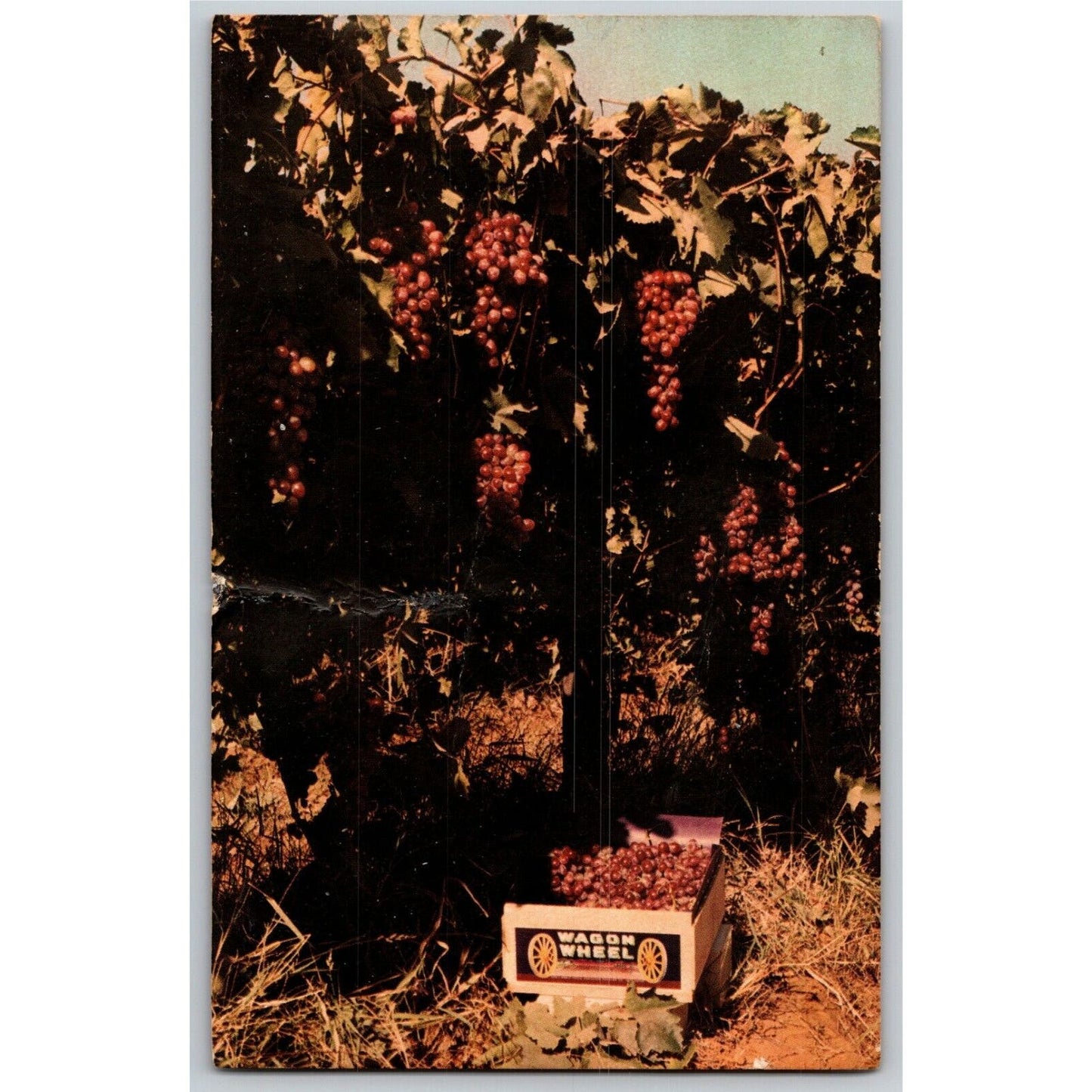 Vintage Postcard - Emperor Grapes San Joaquin Valley, Central CA