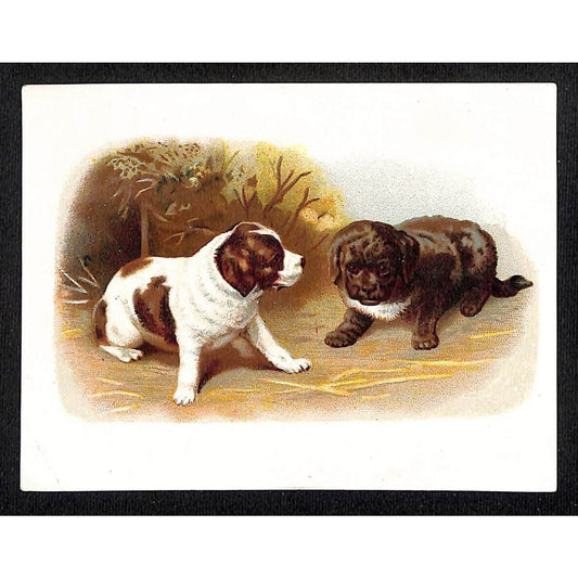 Beef, Wine Iron w/ Hydro-Pepsin Thomas & Thomson Victorian Trade Card 2 Dogs