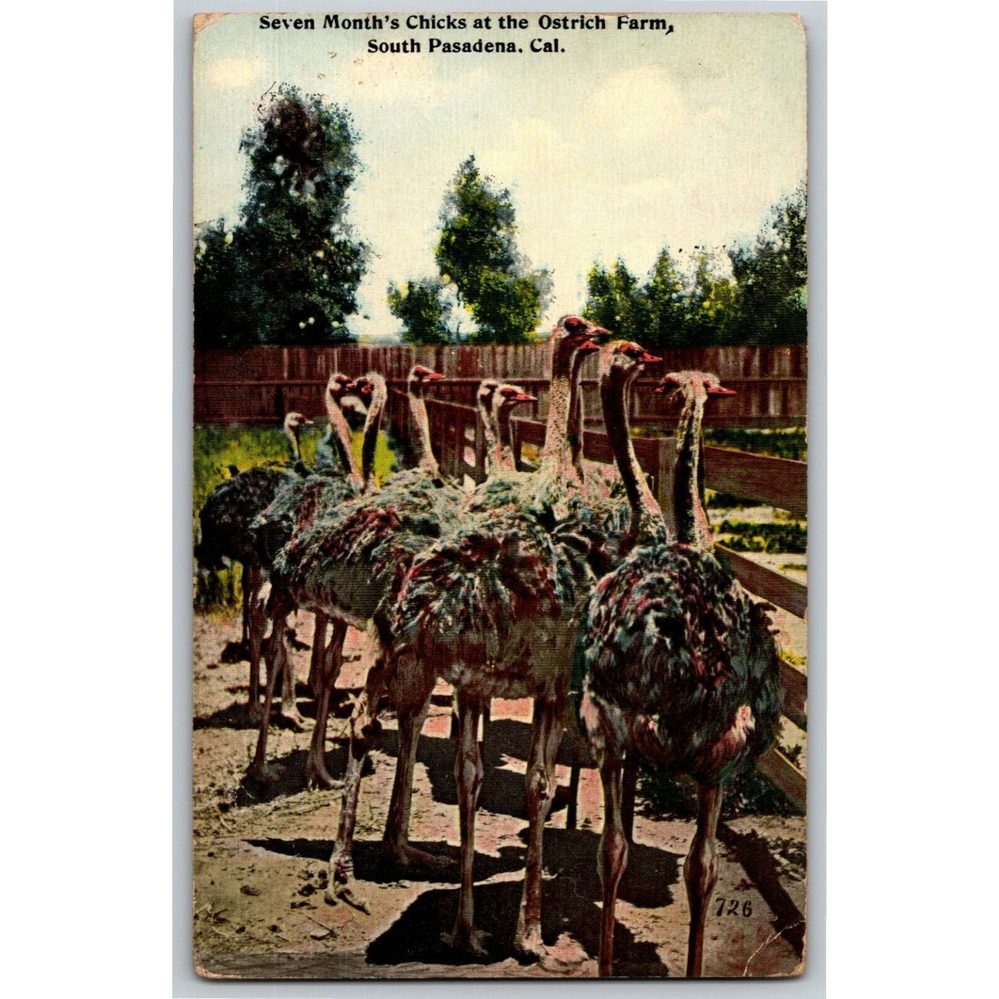 Vintage c1912 PPC Postcard - Seven Month's Chicks - Ostrich Farm, South Pasadena