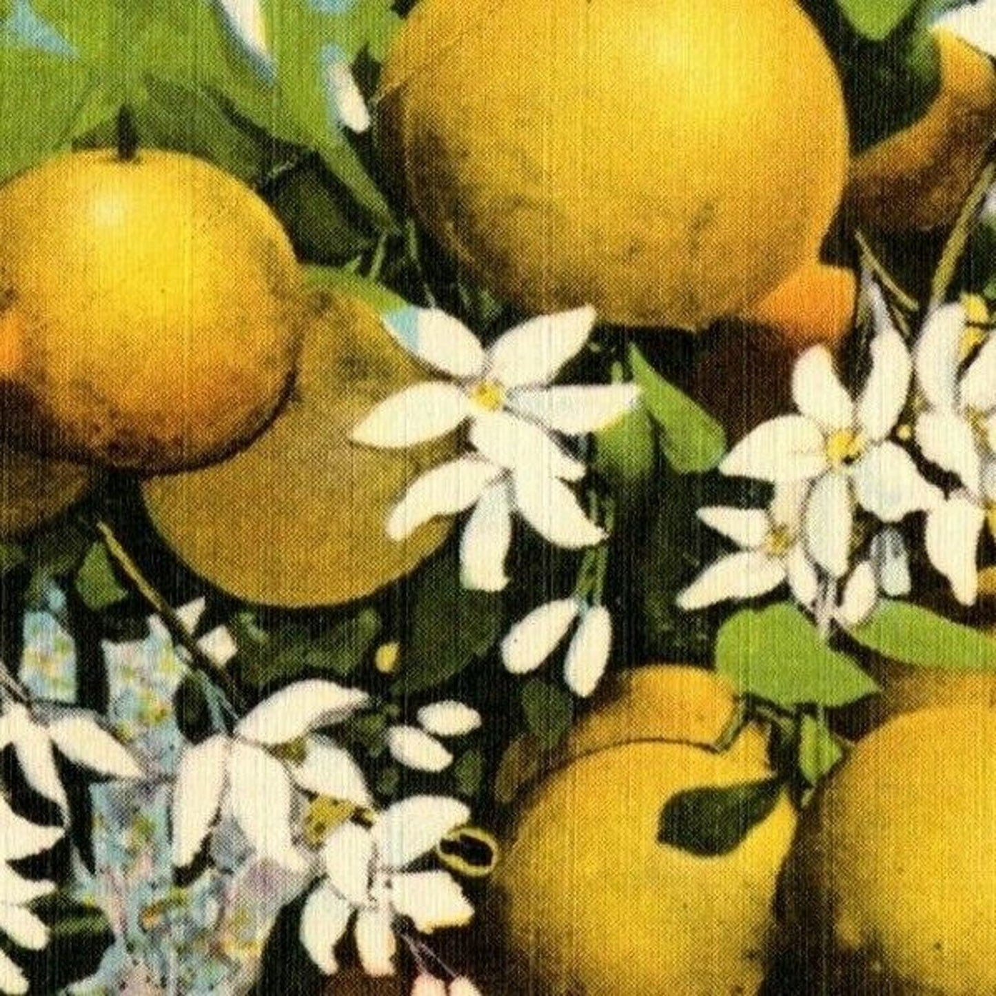 c1940's Vintage Linen Fruit Postcard Florida "Grapefruits and Blossoms" VGC