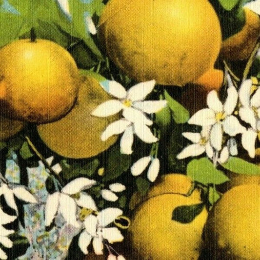 c1940's Vintage Linen Fruit Postcard Florida "Grapefruits and Blossoms" VGC