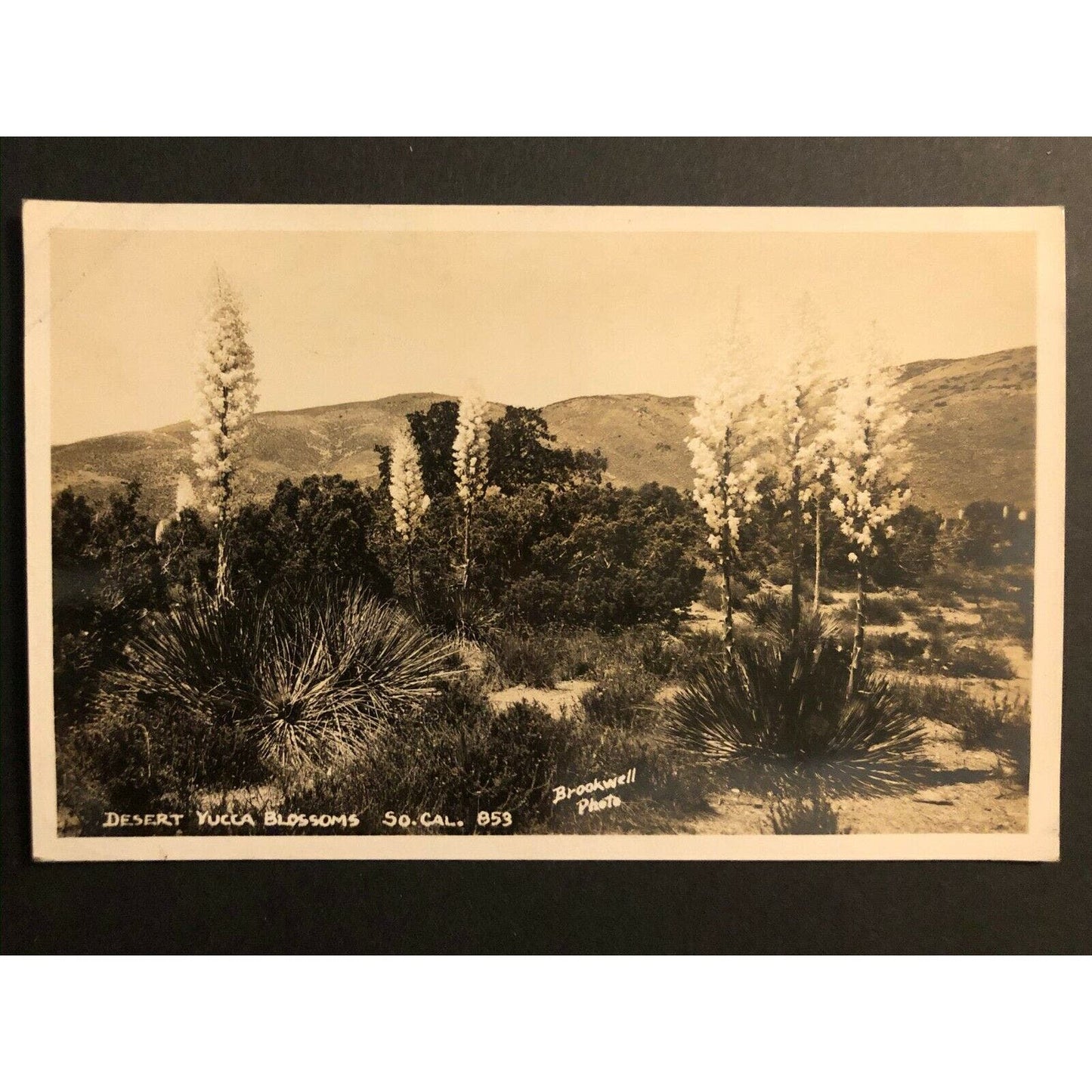 Vintage RPPC Postcard - Desert Yucca Blossoms So. California