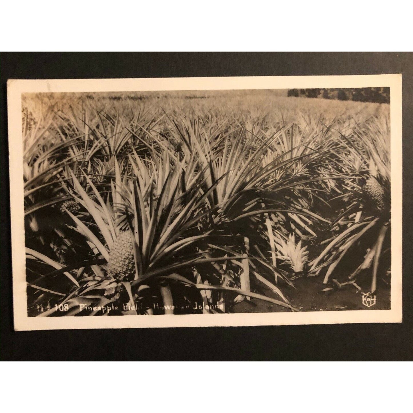 Vintage RPPC Postcard - Pineapple Field - Hawaiian Island