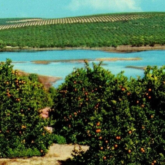 c1950's-60's Vintage Fruit Postcard "Orange Groves in Florida" Unposted - VGC