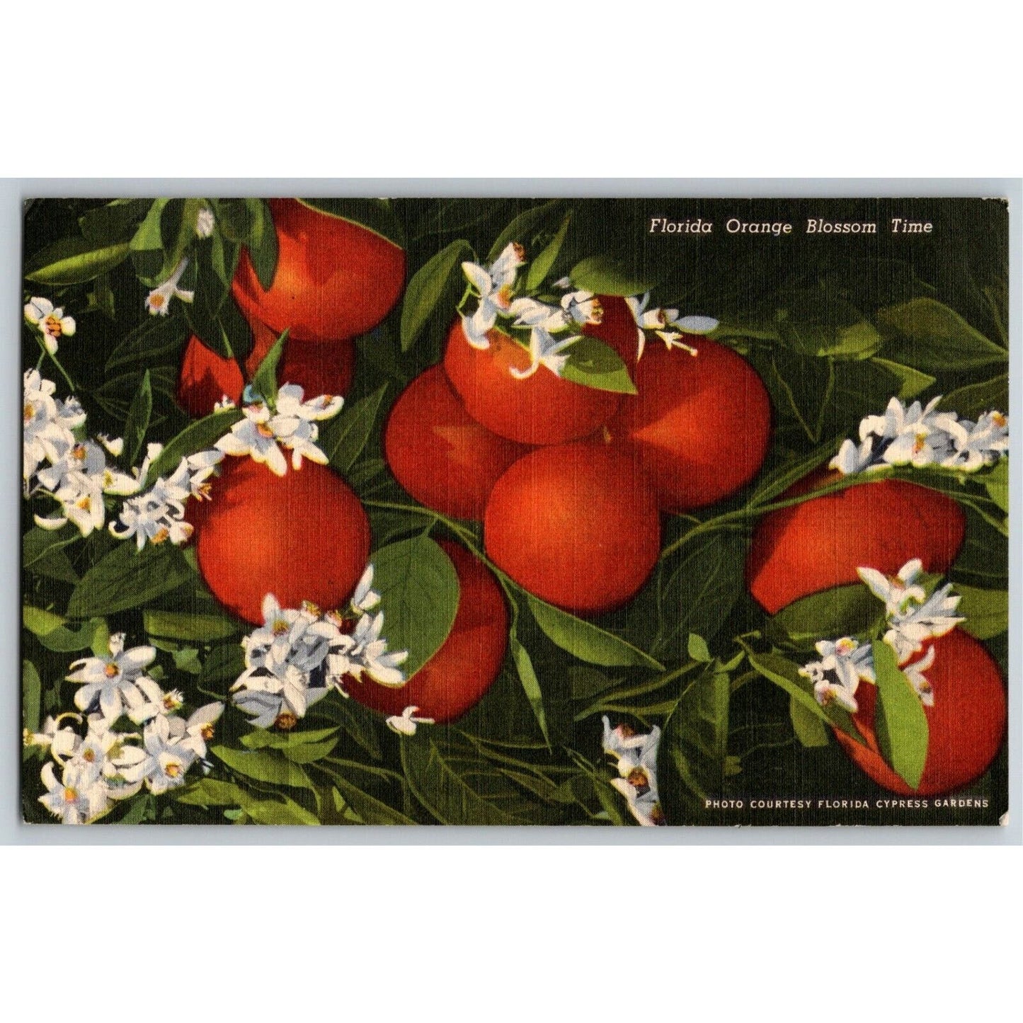 c1940's Vintage Linen Fruit Postcard Florida "Orange Blossom Time" Cypress