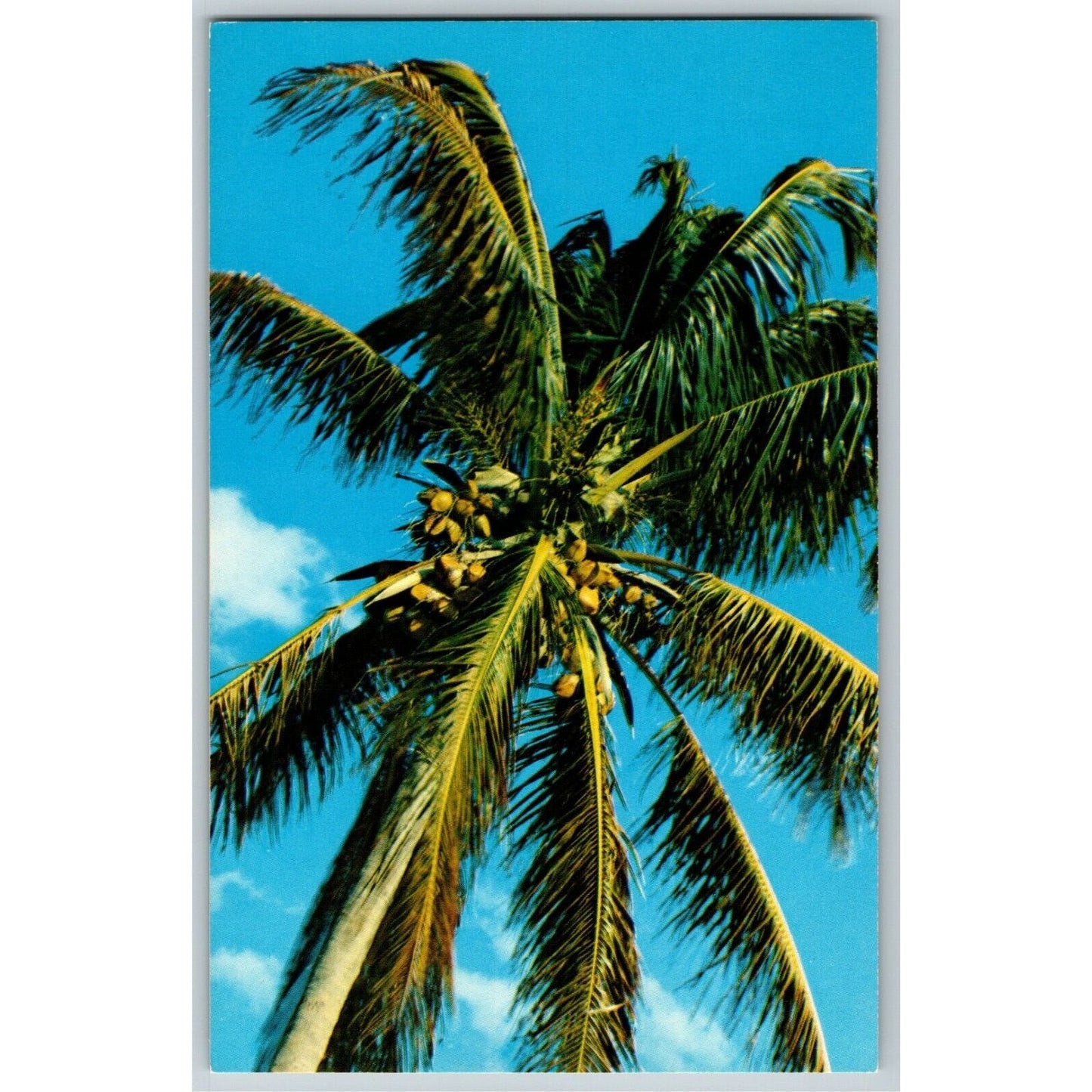 c1960 Vintage Fruit Postcard Coconuts Palm Tree - Unposted - VGC
