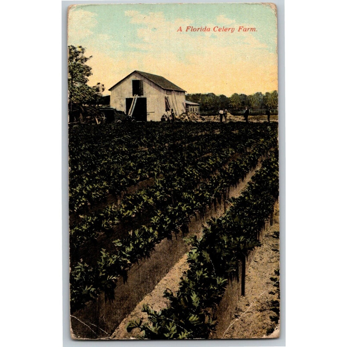 c1930's-40's Vintage Vegetable Postcard "A Florida Celery Farm"