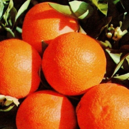 c1960's-70's Vintage Fruit Postcard "Southland's Famous Orange Groves"