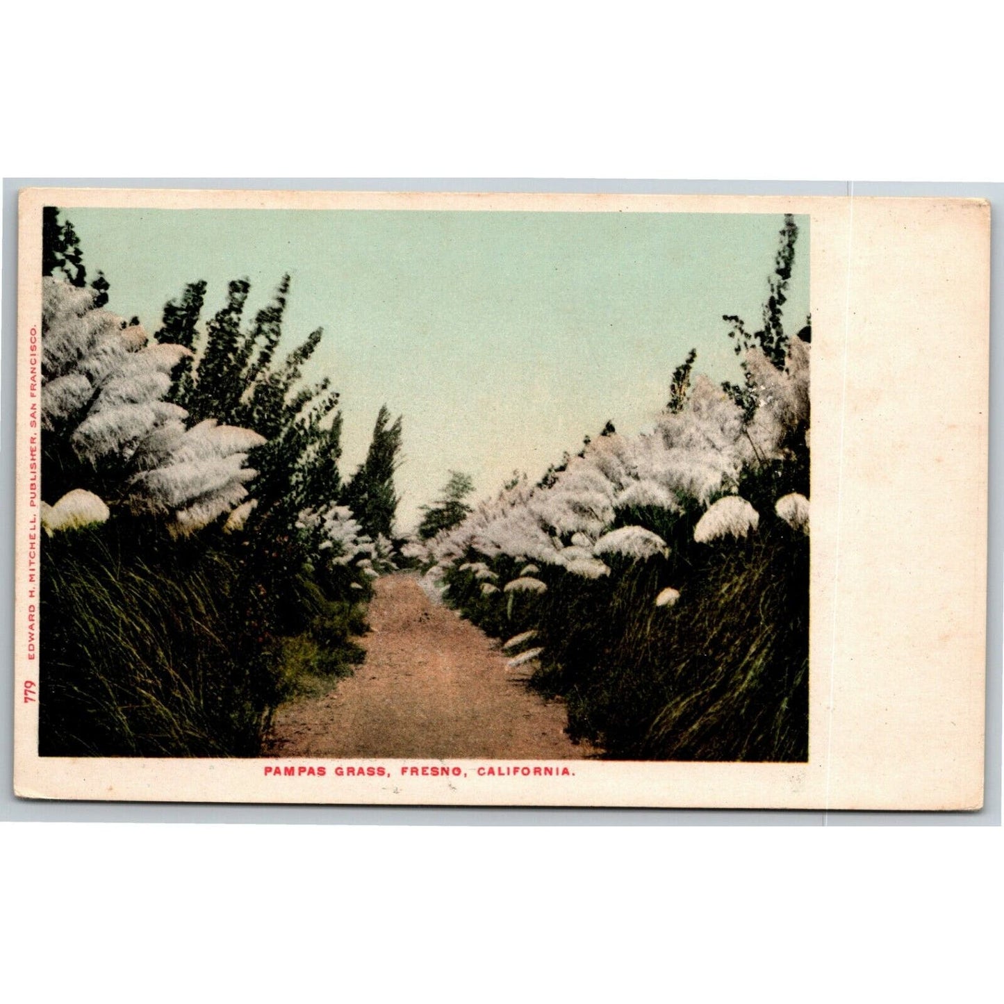 Vintage c1901-07 Postcard "Pampas Grass, Fresno, California." Unposted