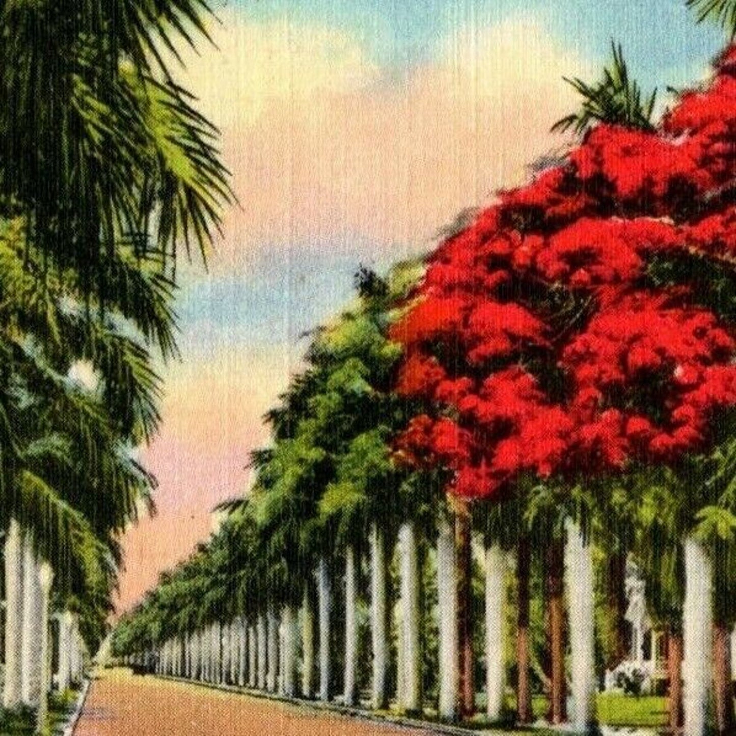 c1940's Vintage Linen Postcard Florida "Royal Poinciana Tree Amidst Royal Palms"