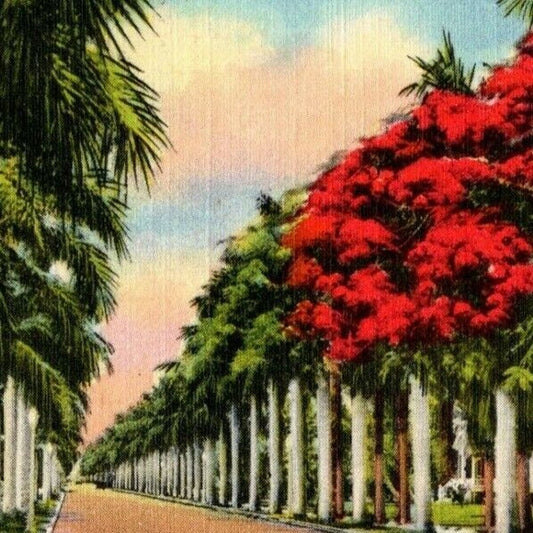 c1940's Vintage Linen Postcard Florida "Royal Poinciana Tree Amidst Royal Palms"