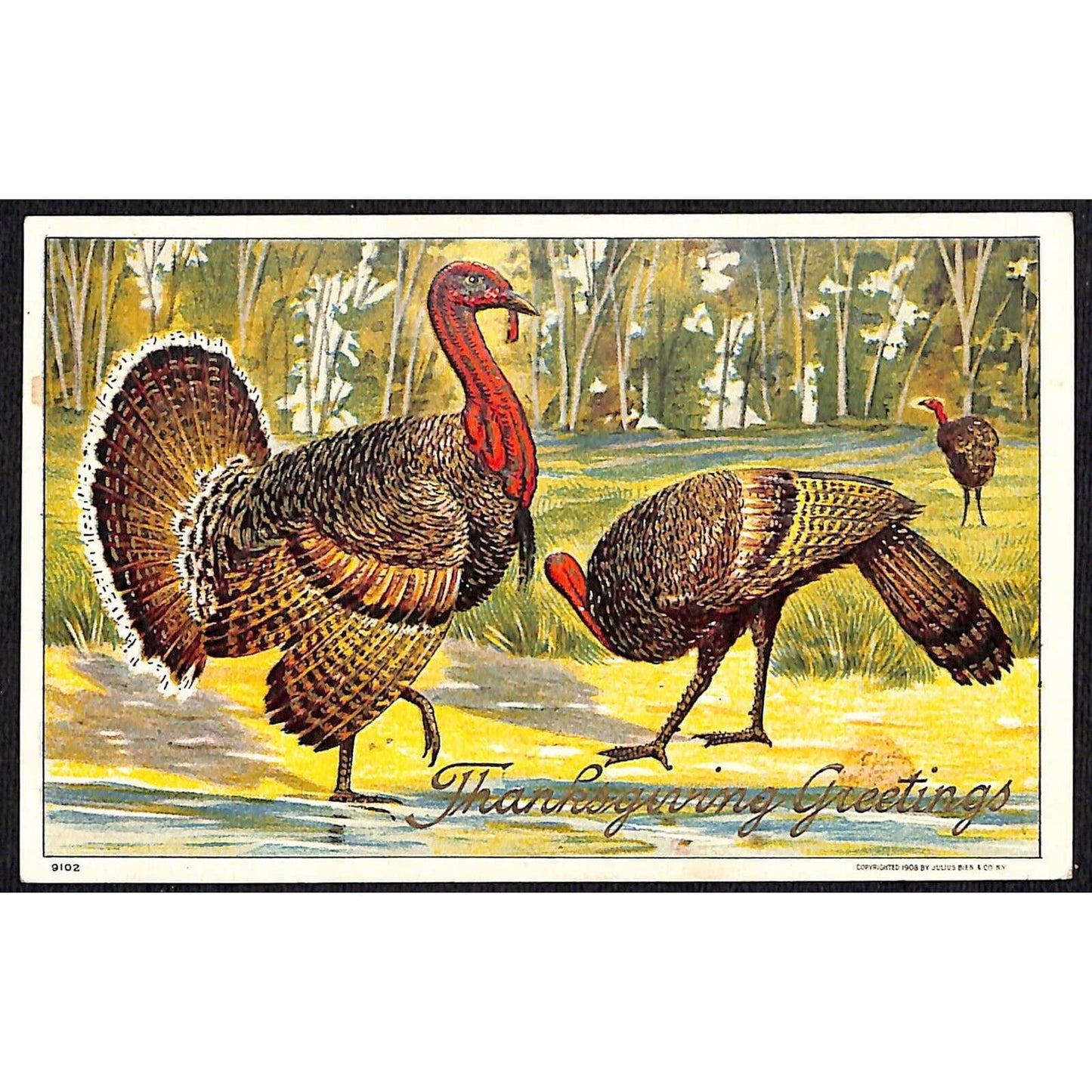 Thanksgiving Greetings Postcard Turkeys Milling About Outdoors Embossed 1909 PM