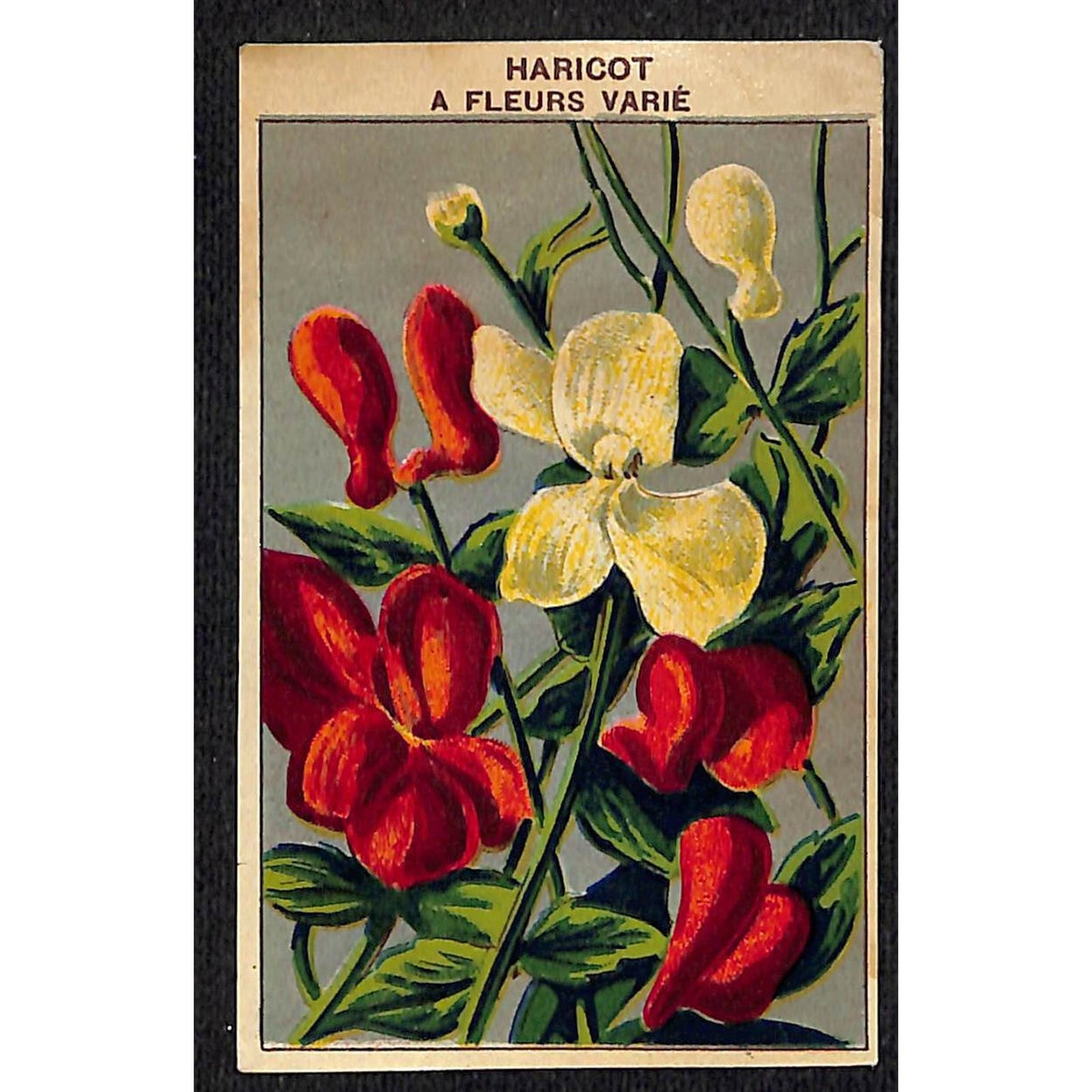 Haricot À Fleurs Varié French Paper Flower Seed Label Unused c1900-1920