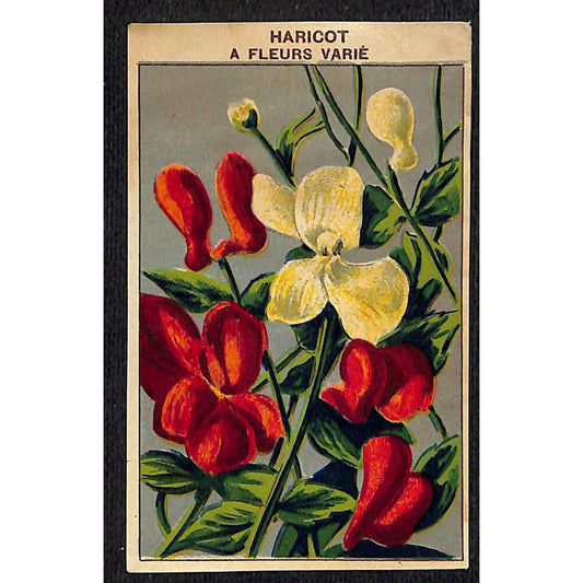 Haricot À Fleurs Varié French Paper Flower Seed Label Unused c1900-1920