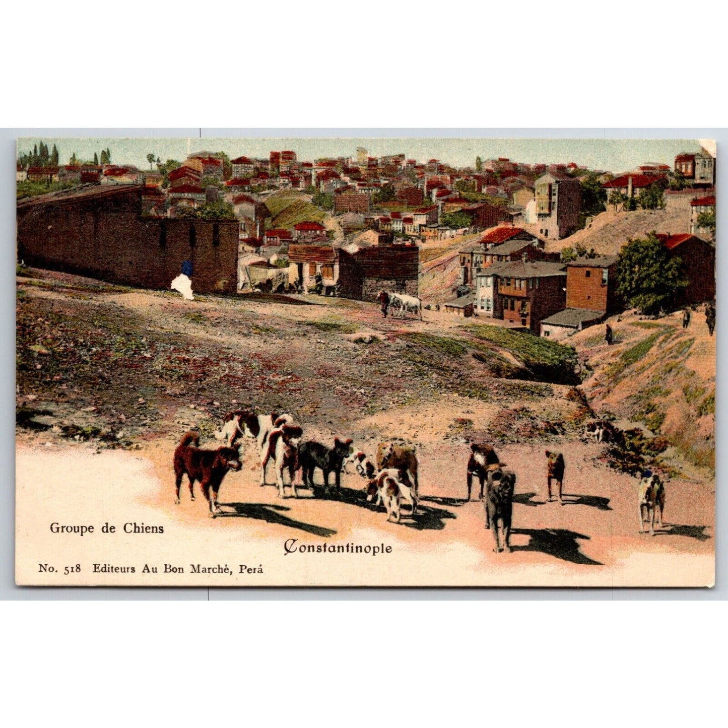 French Postcard Group of (Street?) Dogs Constantinople 1901-1907 NP VGC
