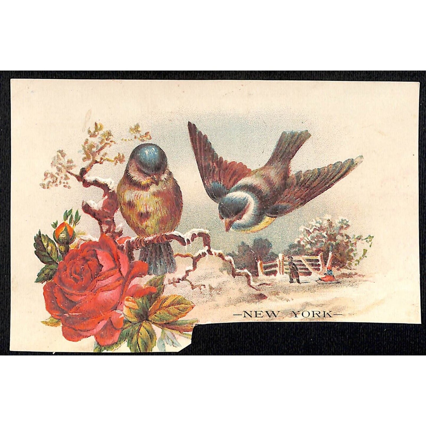 New York Dental Parlors Louisville KY (4) Victorian Trade Cards w/ Birds